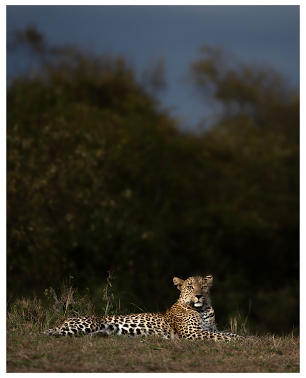 Lone Leopard by Huzeifa Mohammedali Zakir