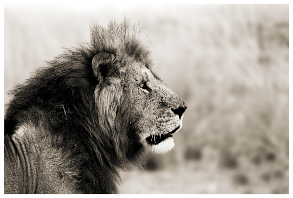 Fierce Gaze by Huzeifa Mohammedali Zakir