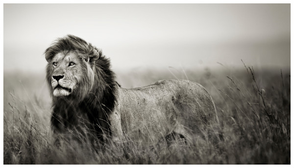 His Majesty by Huzeifa Mohammedali Zakir