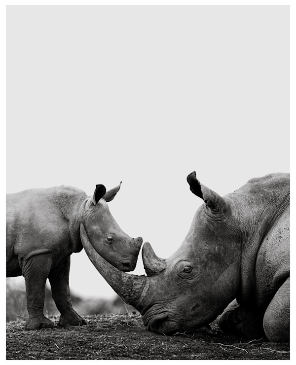 Gentle Giants by Huzeifa Mohammedali Zakir