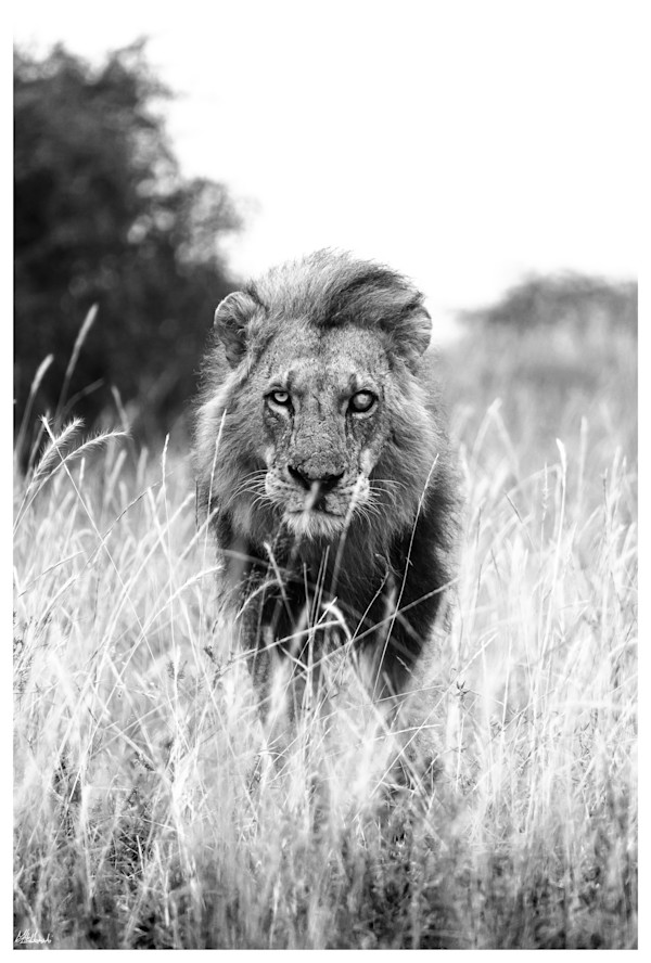 Kitili: The One-eyed King by Mehlam Akbarali