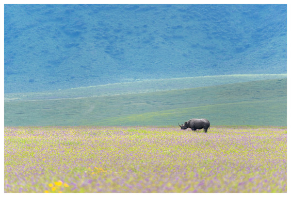 Rhino Ngorongoro by Mehlam Akbarali