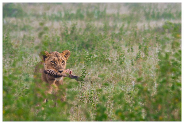 Zebra for Lunch by Murtaza Shk Kausarali Shakir