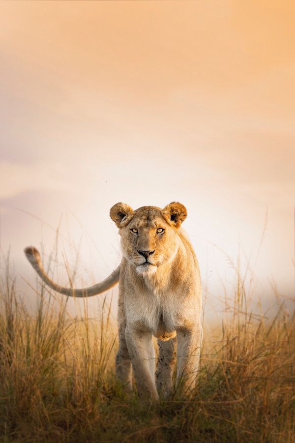 Death Stare by Huzeifa Mohammedali Zakir