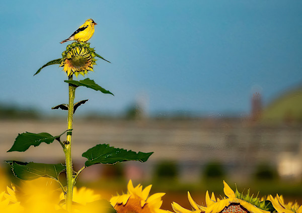 Sunflower Perch (photograph print white mat with black frame) by Lisa Drew