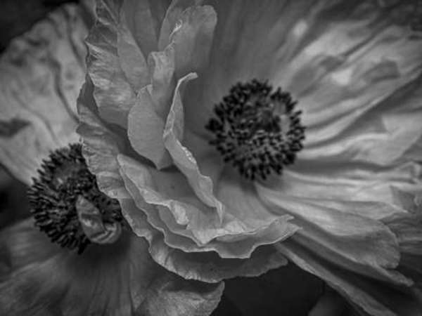 Night Poppies - black frame by Lisa Drew