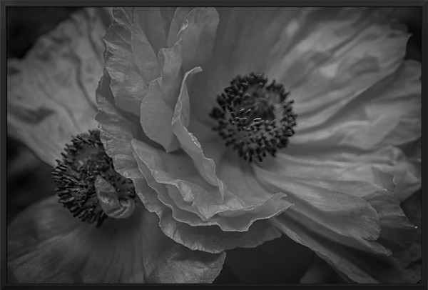 Night Poppies - black frame by Lisa Drew