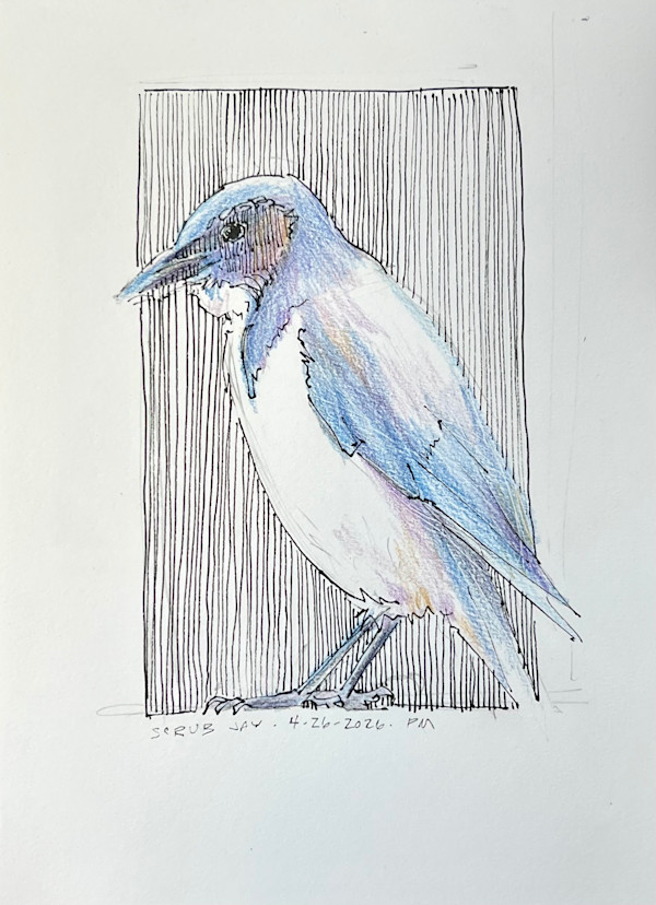 Scrub Jay by Patti McNutt, Image 1.