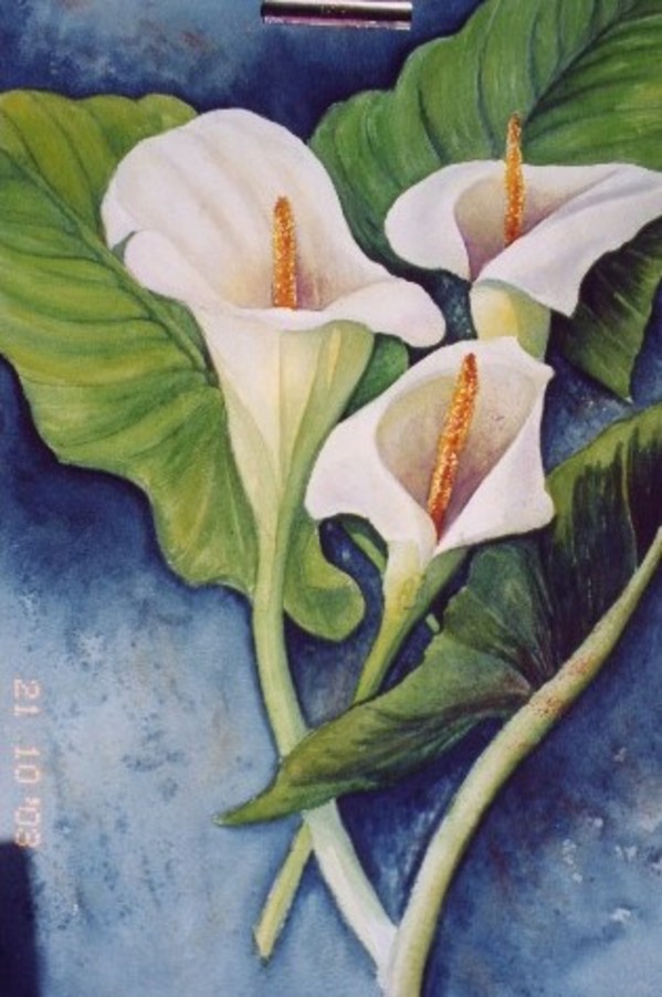 2003 Arum lilies by jeanps