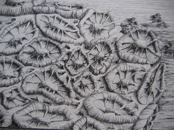 2004 Coral 1 by jeanps