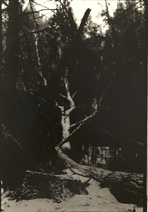 Untitled Portrait of a Tree by Richard Morrison by Richard Morrison