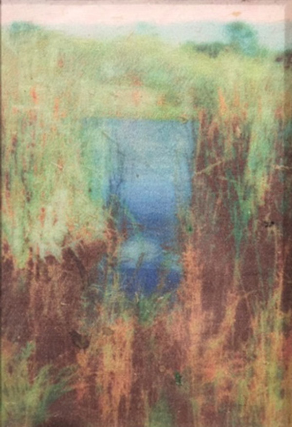 Untitled  (Pussy Willows, 1999) by Richard Morrison