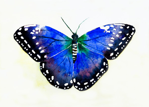 Blue Butterfly by Sandra Schultz
