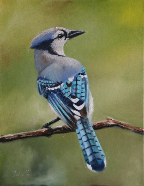 Blue Jay by Sandra Schultz