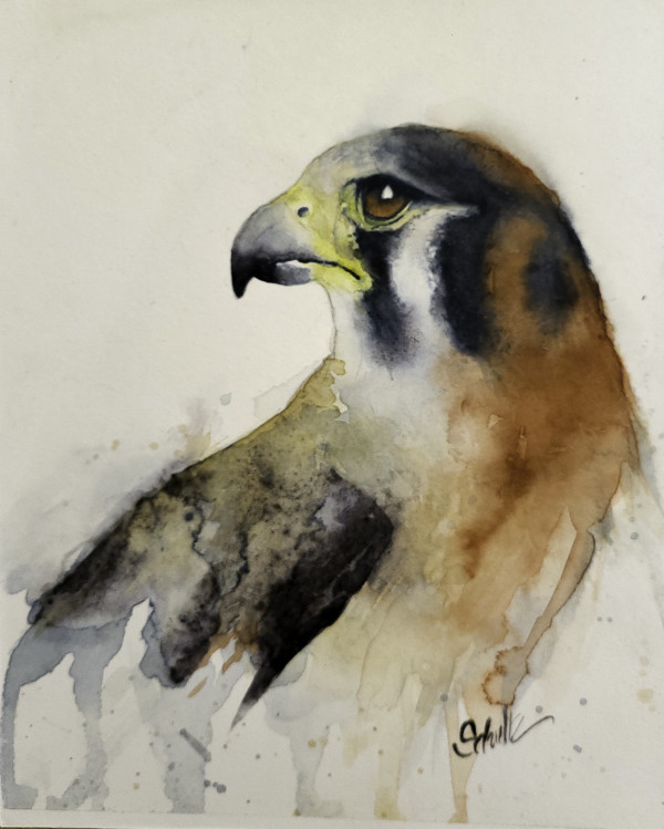 Kestrel Falcon by Sandra Schultz