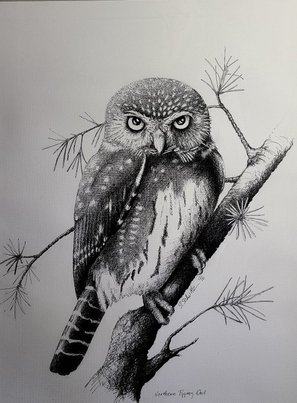 Northern Pygmy Owl by Sandra Schultz