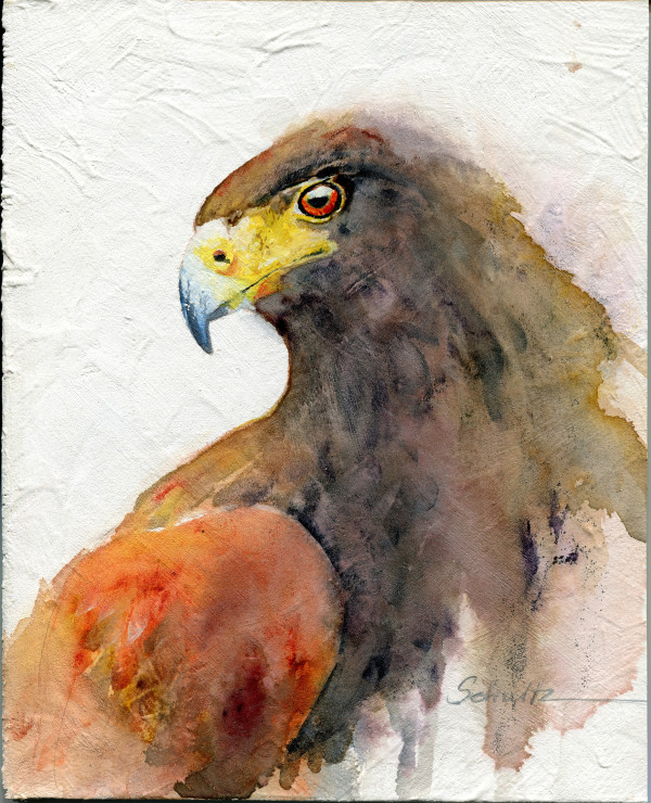 Sierra Raptor Series Harris' Hawk by Sandra Schultz
