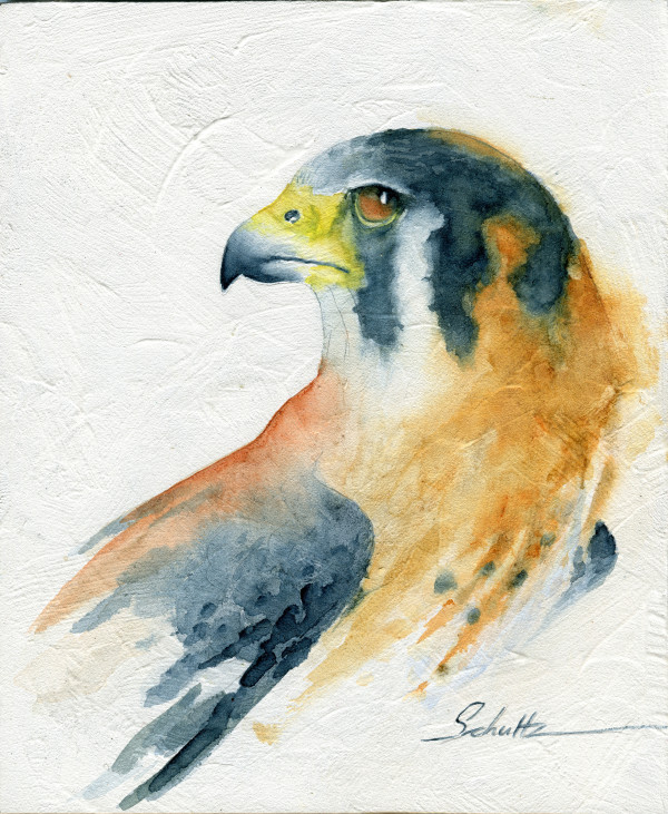 Sierra Raptor Series Kestrel Falcon by Sandra Schultz