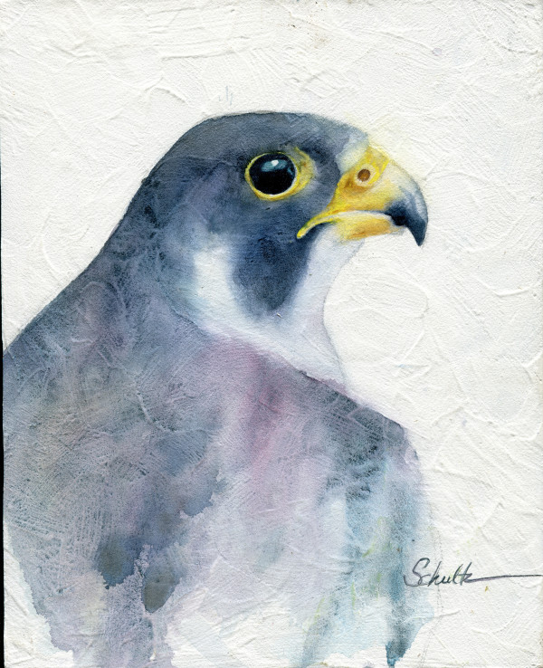 Sierra Raptor Series Peregrine Falcon by Sandra Schultz