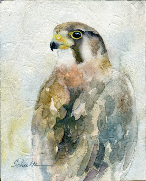 Sierra Raptor Series Prairie Falcon by Sandra Schultz