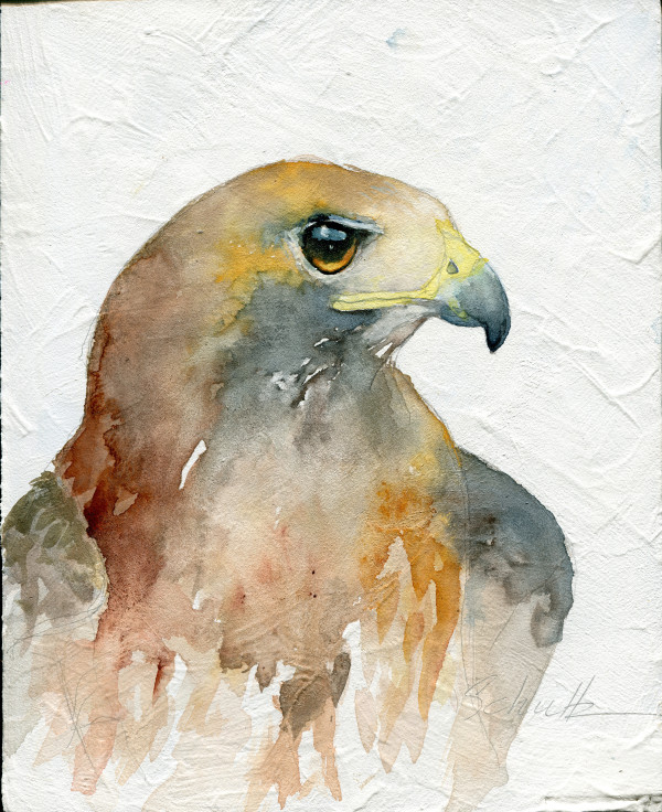 Sierra Raptor Series Red Tailed Hawk by Sandra Schultz
