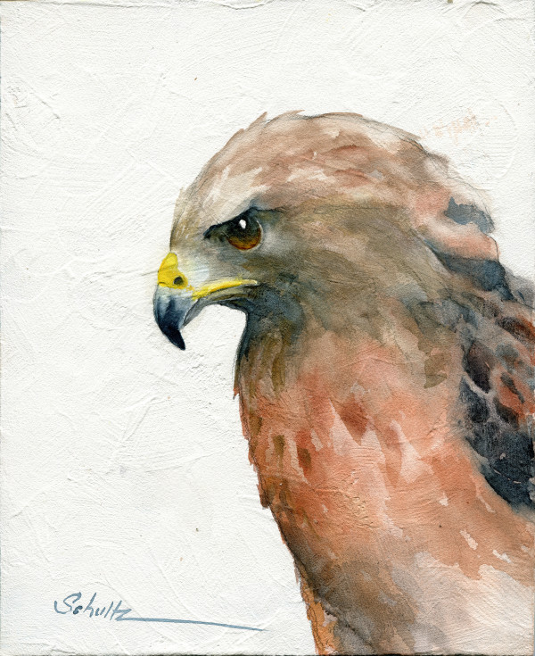 Sierra Raptor Series Red Shouldered Hawk by Sandra Schultz