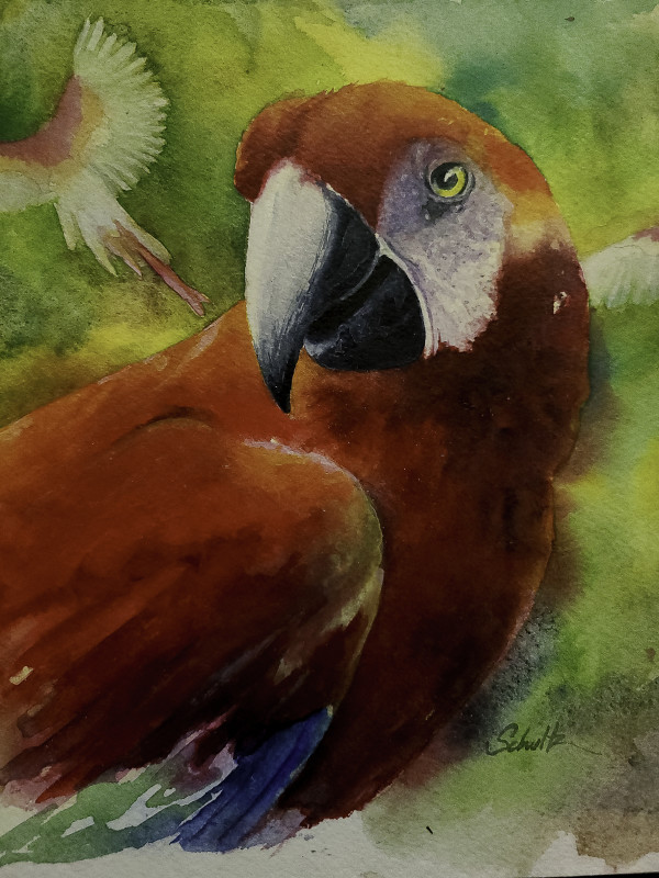 Scarlet Macaw by Sandra Schultz