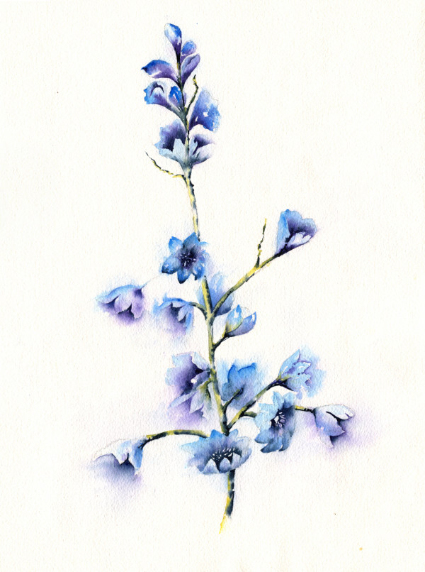 Blue Delphinium 4 by Sandra Schultz
