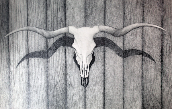 Steer Skull by Daniel Albers