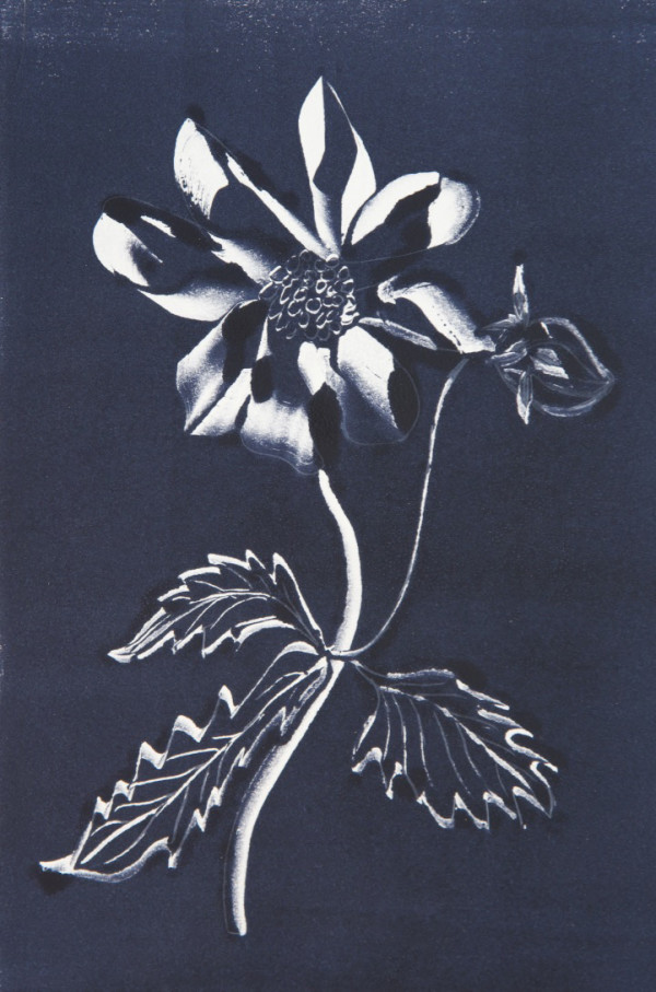 Dahlia III B&W Monotype by Margaret Galvin Johnson