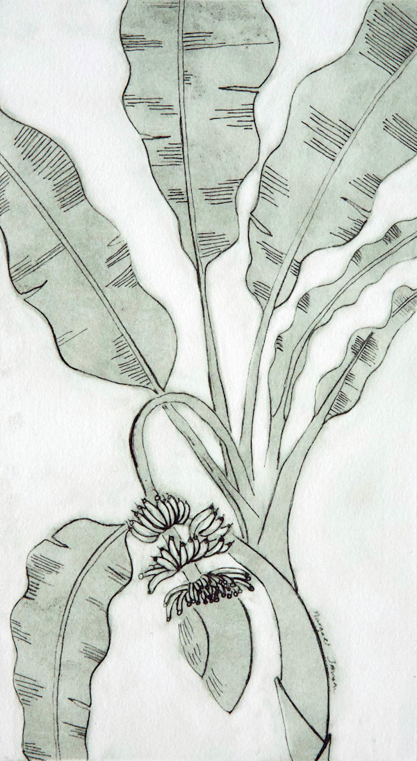 Banana Plant I by Margaret Galvin Johnson