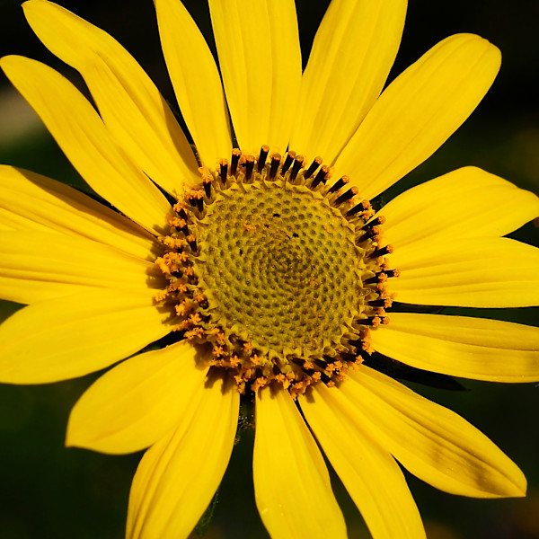 East Facing Sunflower by Margaret Galvin Johnson