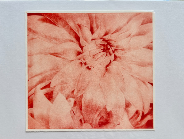Cherry Mum by Margaret Galvin Johnson