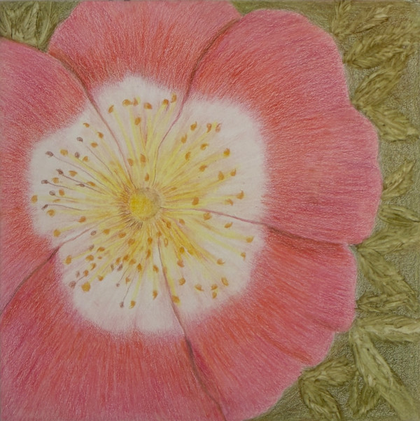 Wild Rose by Margaret Galvin Johnson, Image 1.