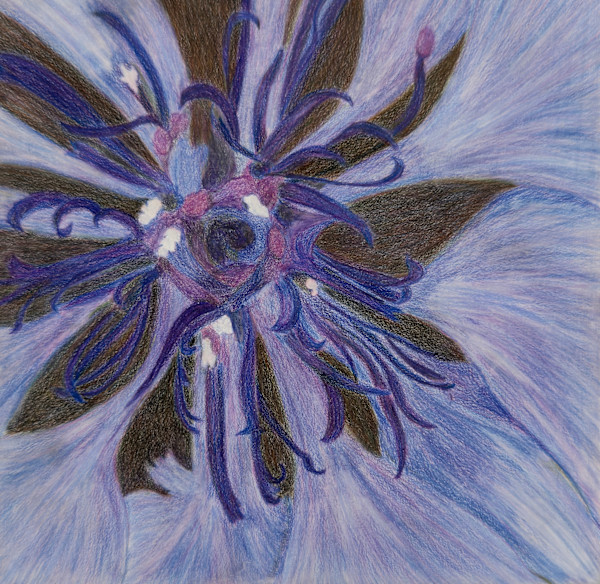 Bachelor Button by Margaret Galvin Johnson, Image 1.