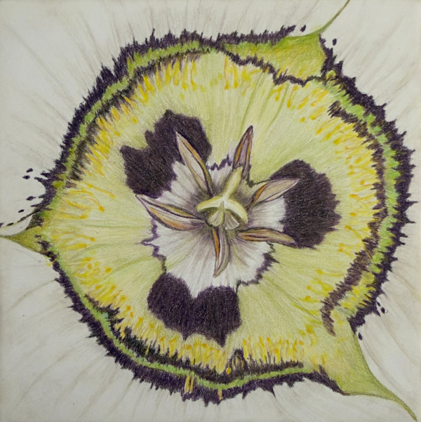 Mariposa Lily by Margaret Galvin Johnson, Image 1.