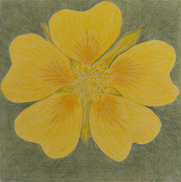 Cinquefoil by Margaret Galvin Johnson, Image 1.