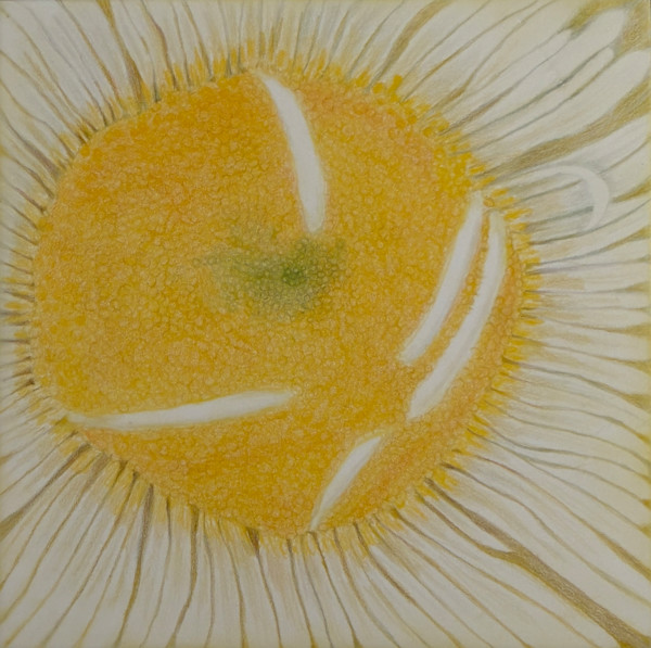 Alpine Daisy by Margaret Galvin Johnson, Image 1.