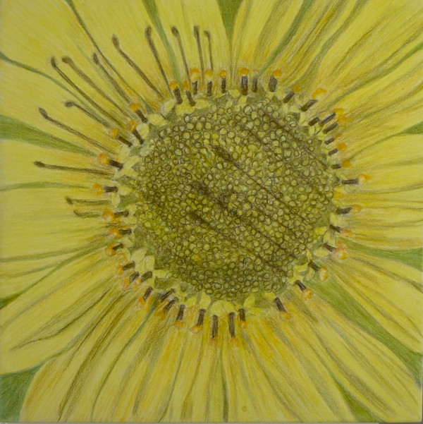 East Facing Sunflower by Margaret Galvin Johnson, Image 1.