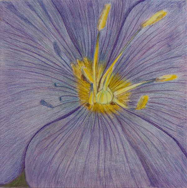 Blue Flax by Margaret Galvin Johnson, Image 1.