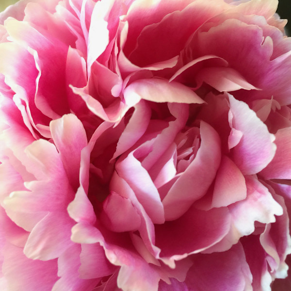 Peony II by Margaret Galvin Johnson