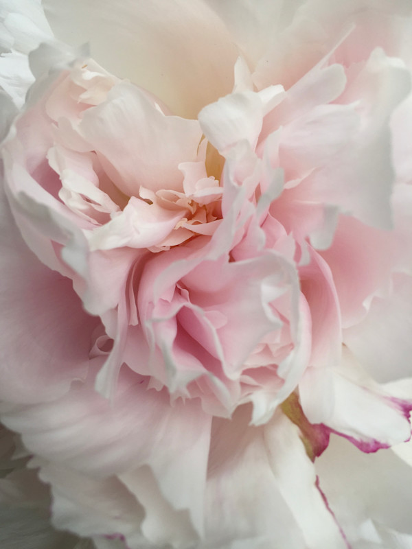 Pink Peony by Margaret Galvin Johnson