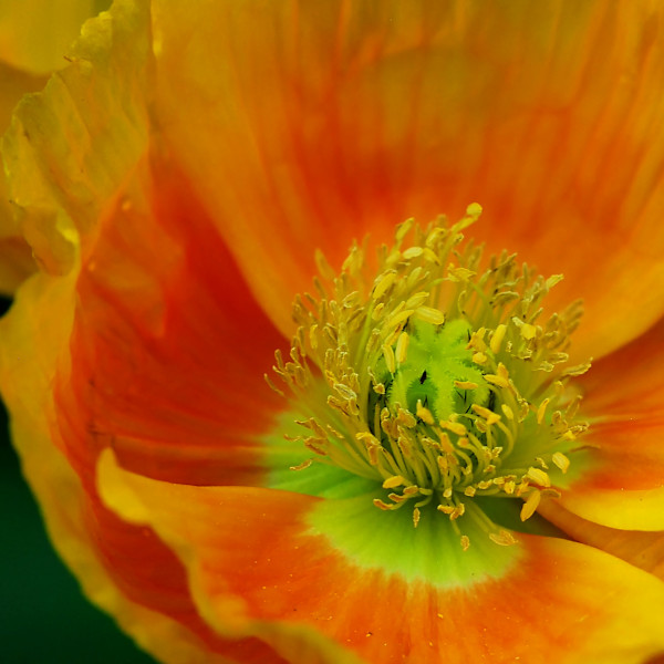Orange Poppy by Margaret Galvin Johnson