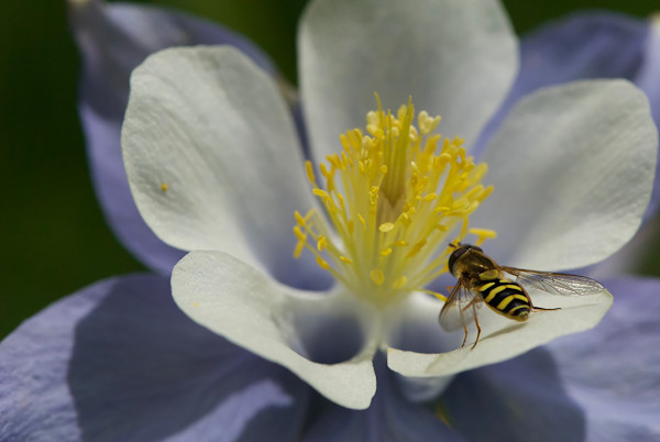 Columbine & Bee by Margaret Galvin Johnson