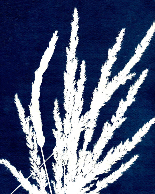 Ornamental Grass Two by Kathy Ferguson