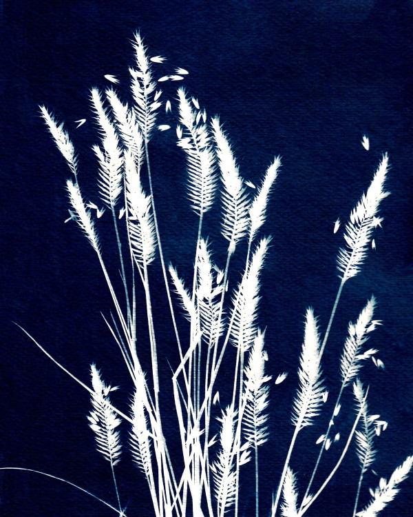 Ornamental Grass Three by Kathy Ferguson