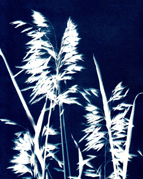 Ornamental Grass Six by Kathy Ferguson