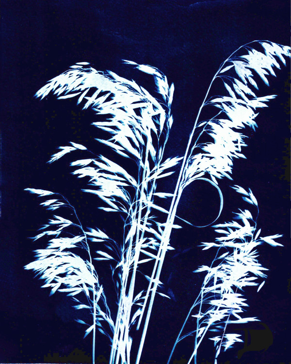 Ornamental Grass Seven by Kathy Ferguson