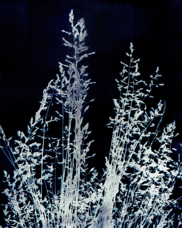 Ornamental Grass Eight by Kathy Ferguson
