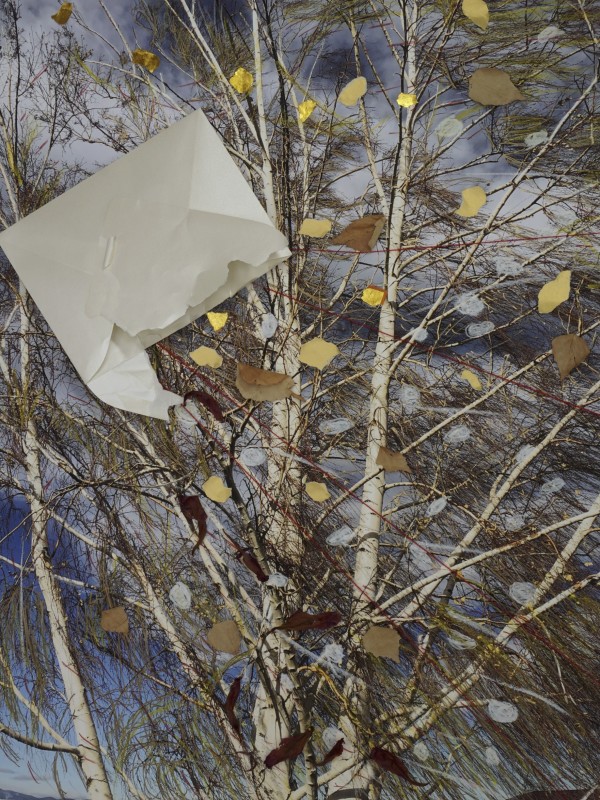 Birch tree in winter wind by Bonnie Lambert